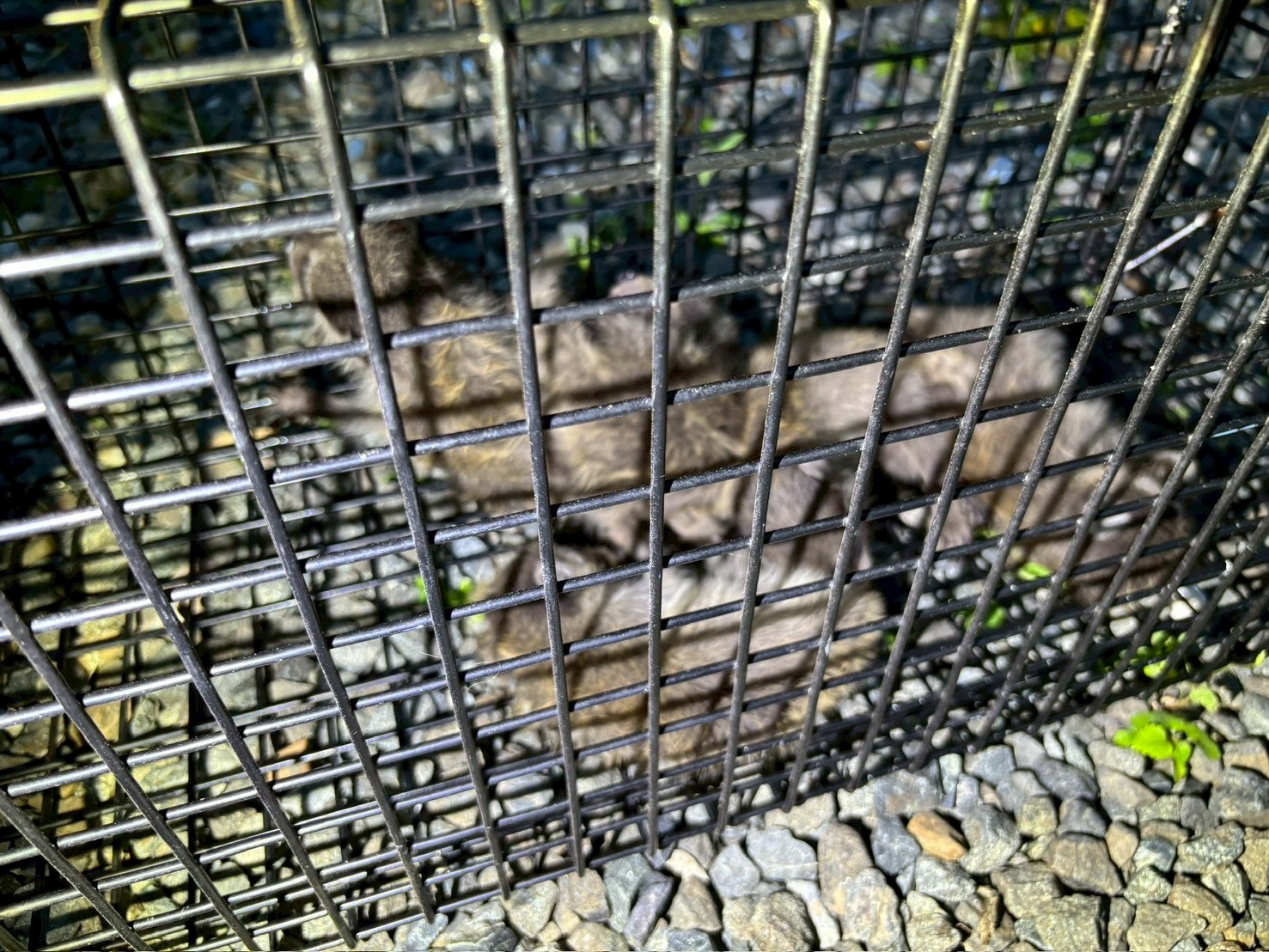 アライグマ捕獲