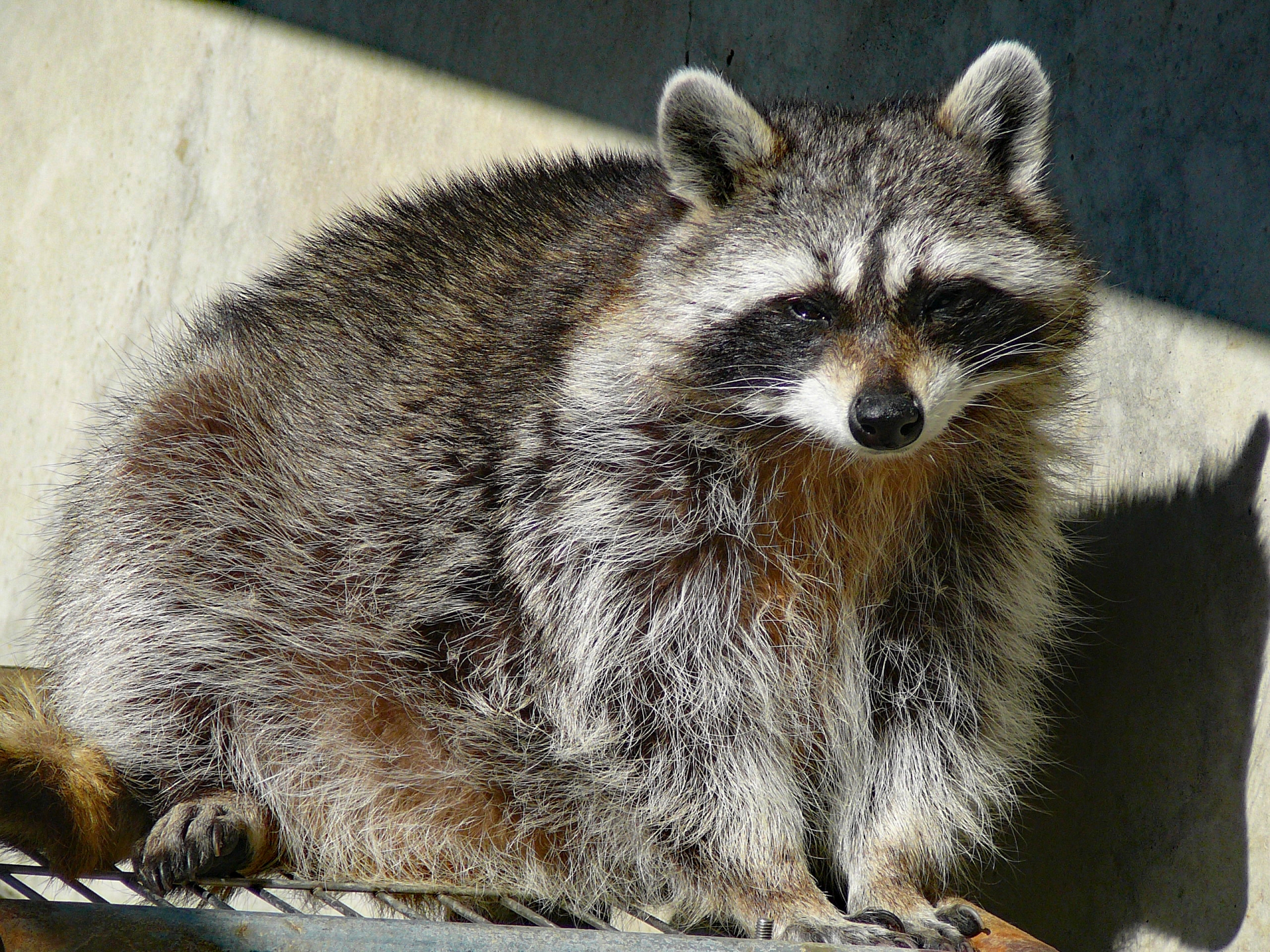 アライグマの駆除
